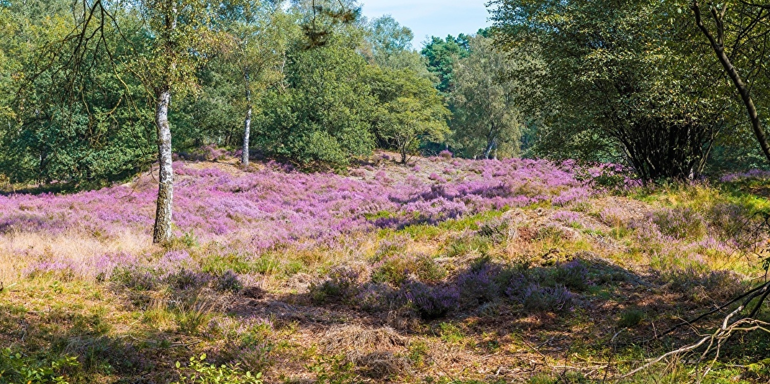 5 mooiste Wandelroutes vanaf De Hoeve van Nunspeet