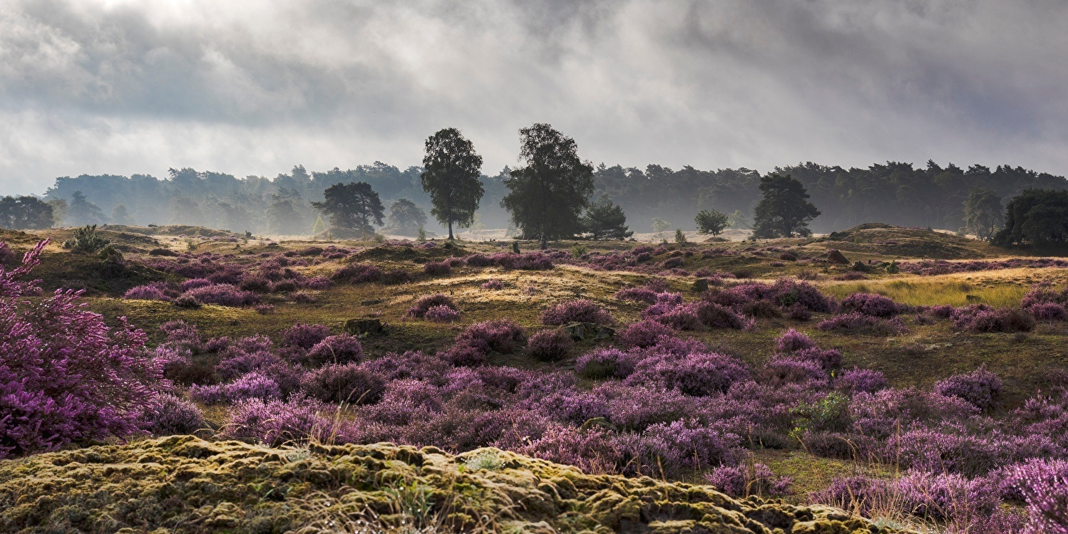 Activiteiten veluwe