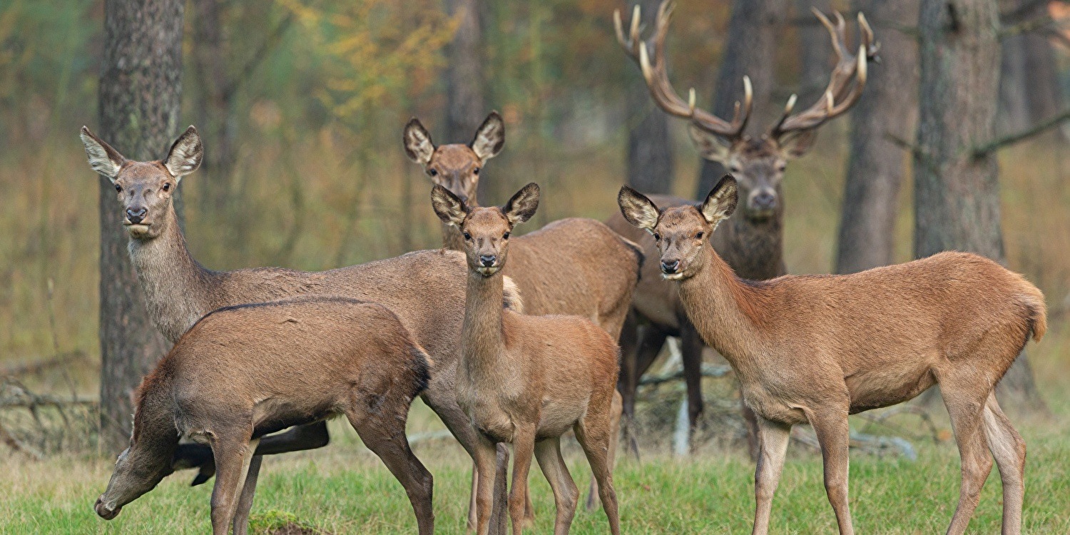 Arrangementen Veluwe