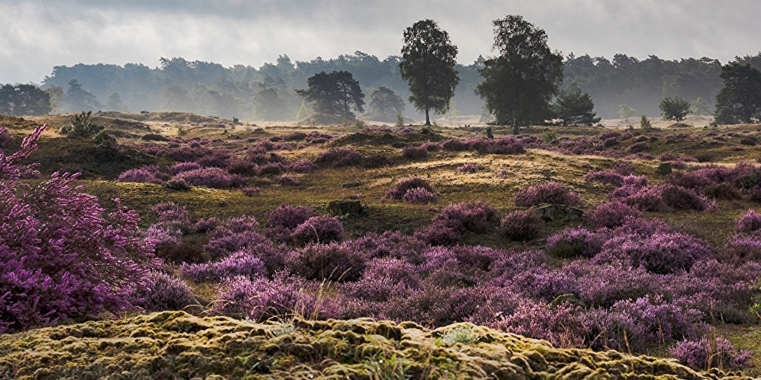 De onbekende parels van de Veluwe: plekken die je (bijna) niemand hoort noemen
