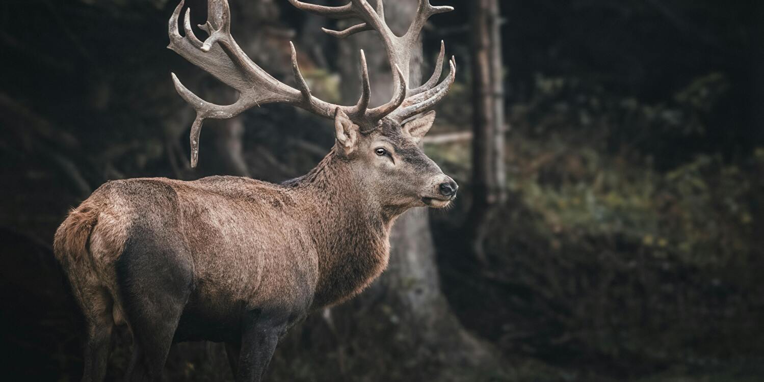 Een dag in Nunspeet: tips voor natuurliefhebbers en cultuurminnaars