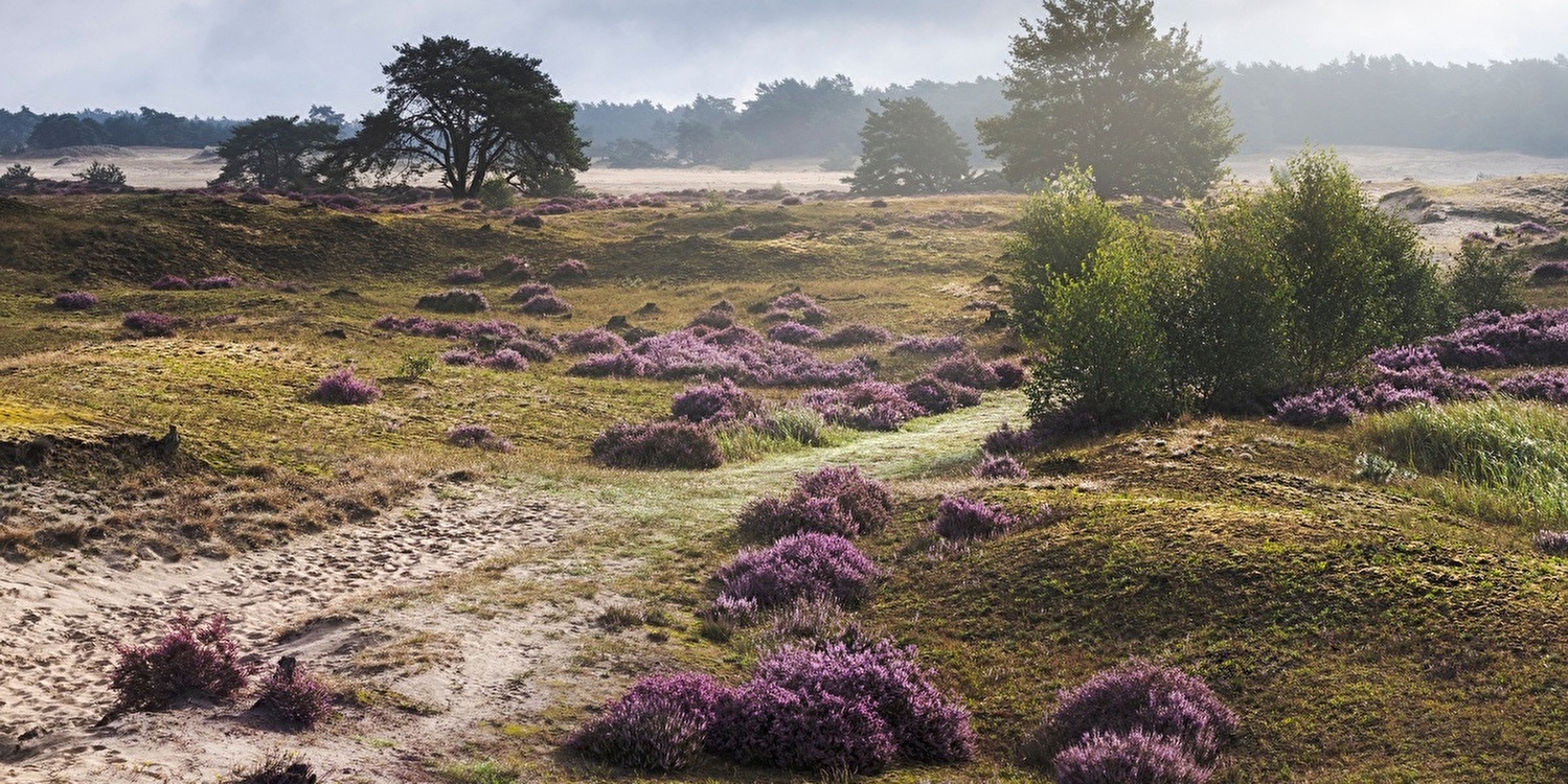 Fietsen op de Veluwe: de mooiste routes vanaf De Hoeve van Nunspeet