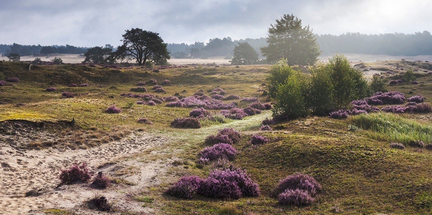 Waarom Nunspeet een perfecte uitvalsbasis is voor natuurliefhebbers