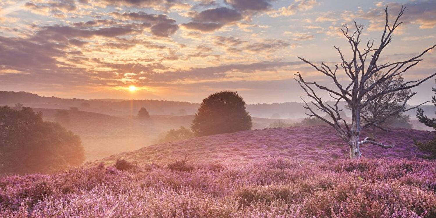 Wandelen in en rond Nunspeet: routes voor elk niveau