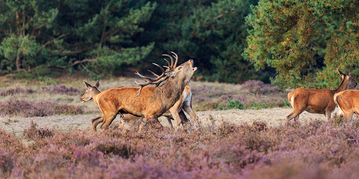 Wat je moet weten als je voor het eerst naar de Veluwe komt