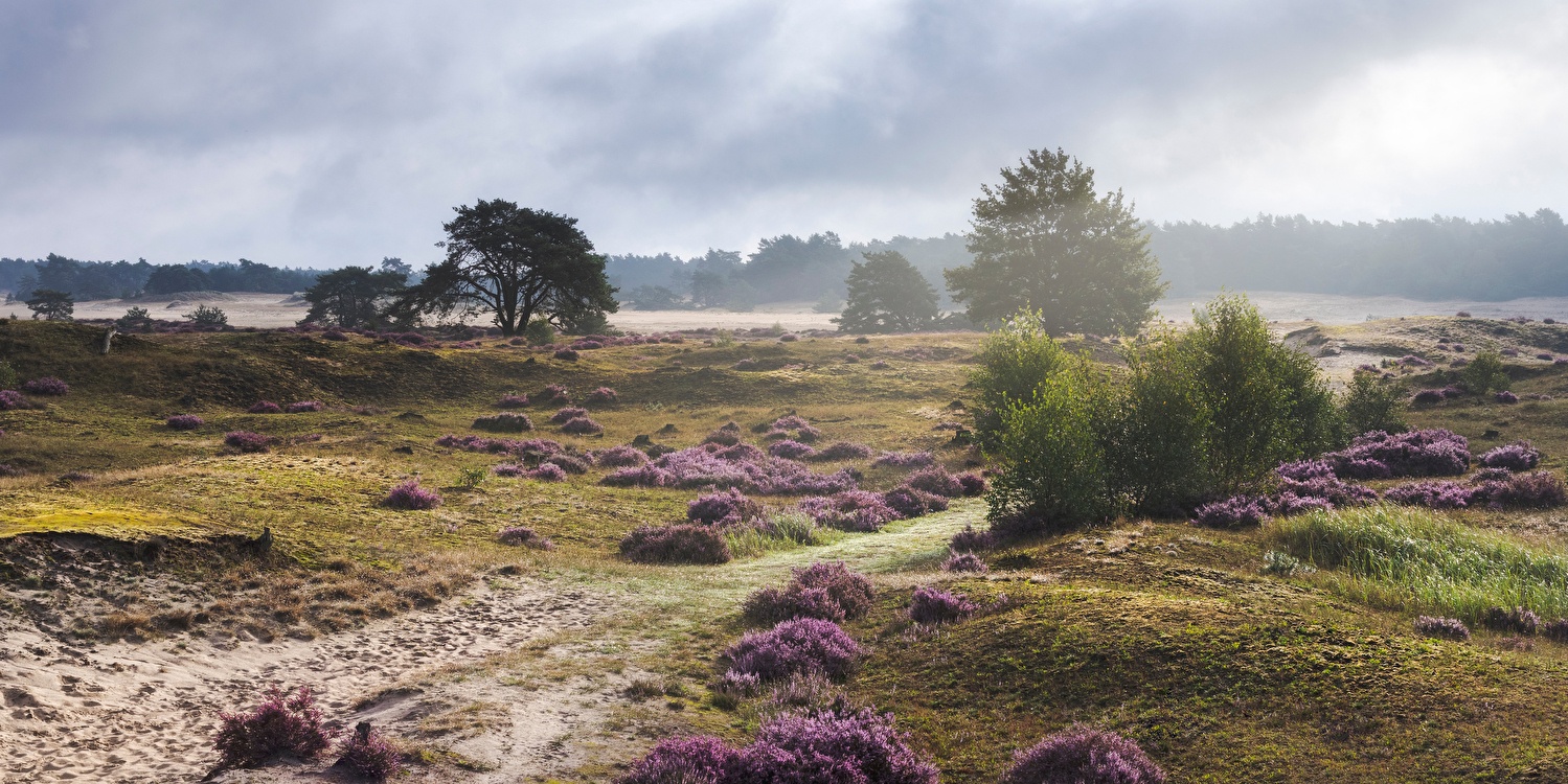 arrangement veluwe