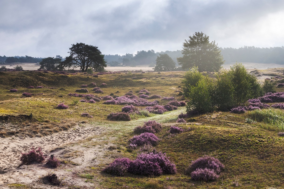 Fietsarrangementen op de veluwe