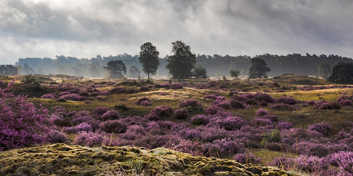 Wandelen en brunchen op de veluwe